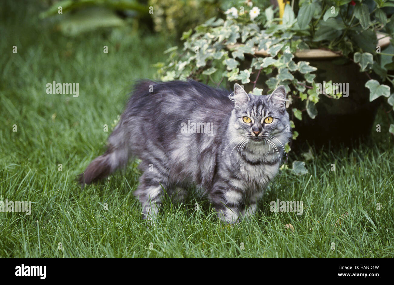 Norwegian Forest Cat Stock Photo Alamy