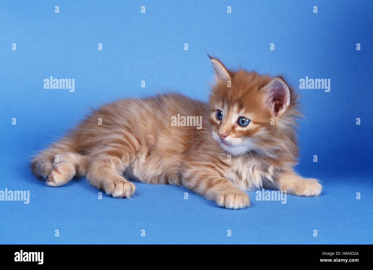 Norwegian Forest Cat Stock Photo Alamy