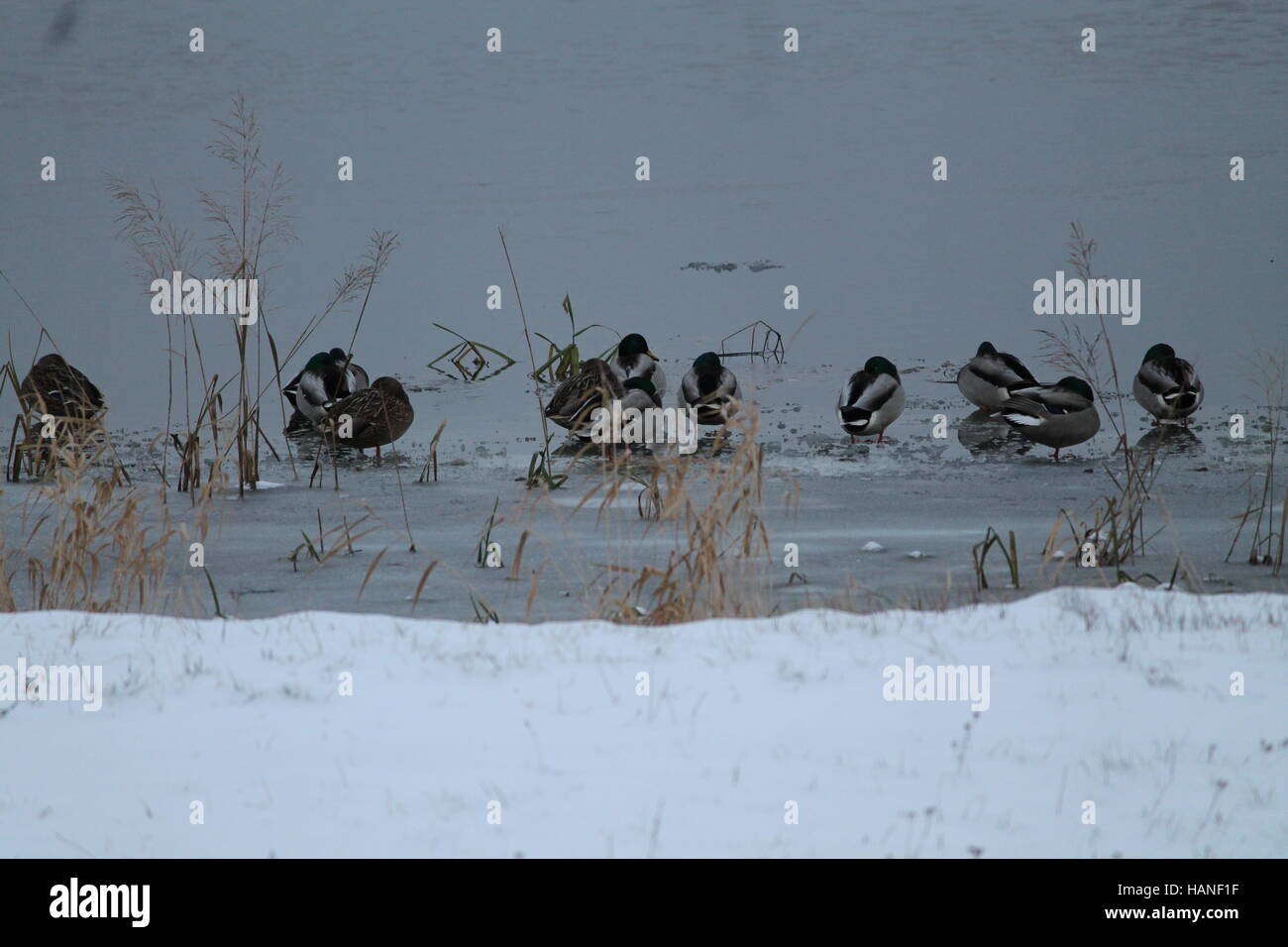 community of wild gray ducks hide in last year dry grass warms on thin crystal ice line near bank Stock Photo