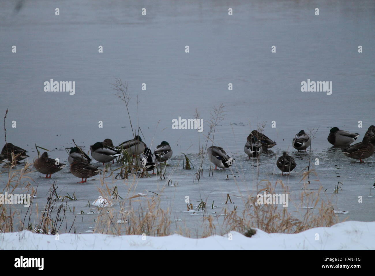 gray wild family of ducks sleep tight press to each other on fragile ice near bank of the river Stock Photo