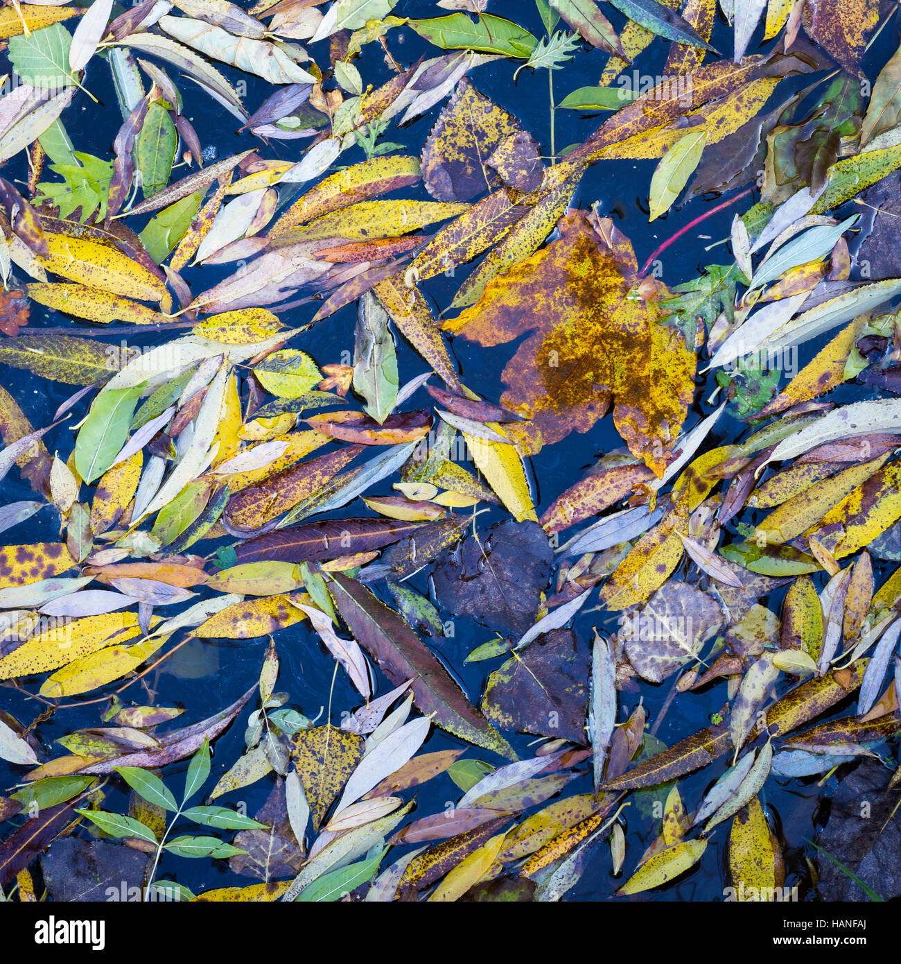 Colorful autumn leaves floating in the dark water Stock Photo - Alamy