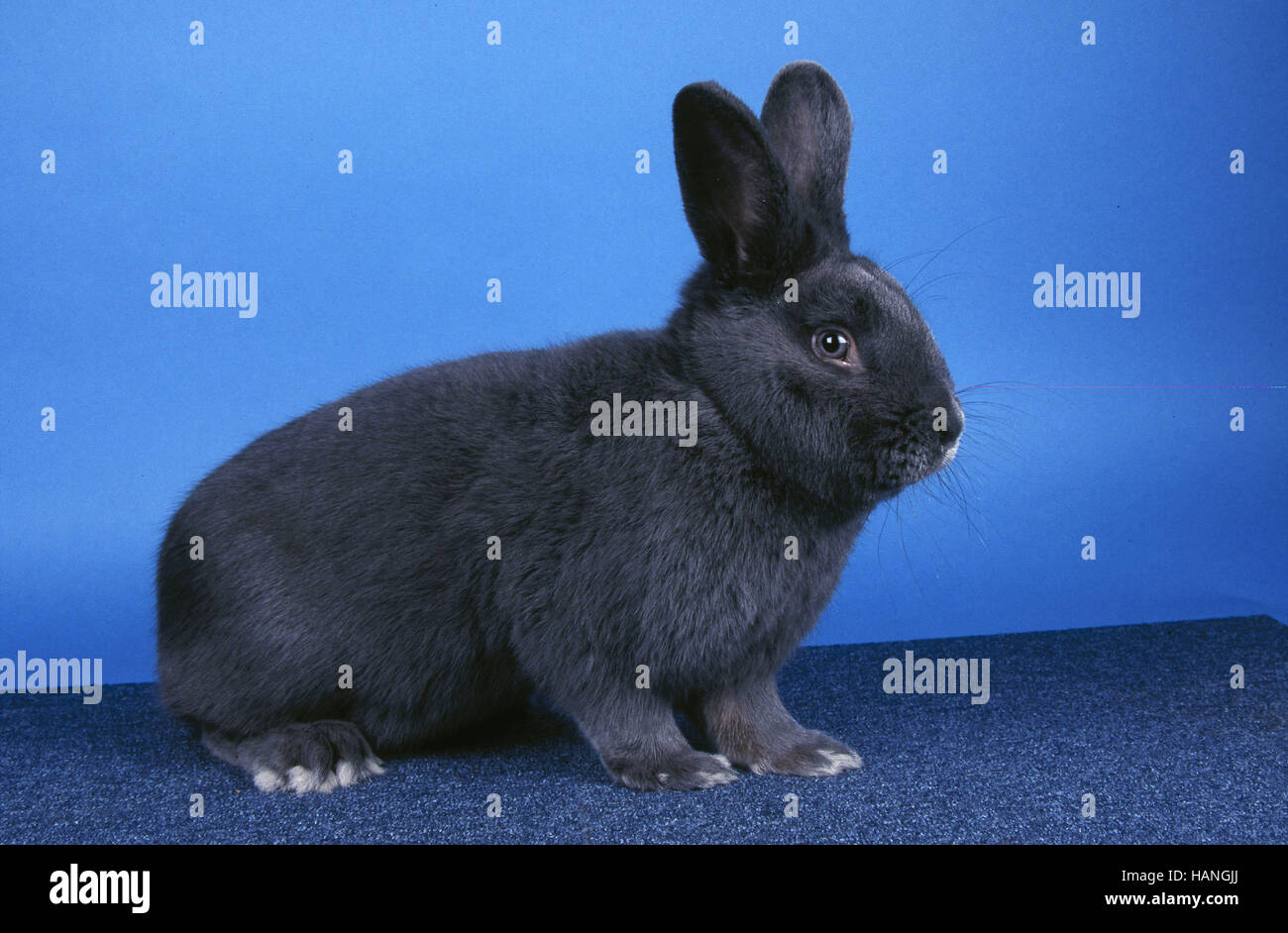 Rabbit / Blaues Wienerkaninchen Stock Photo