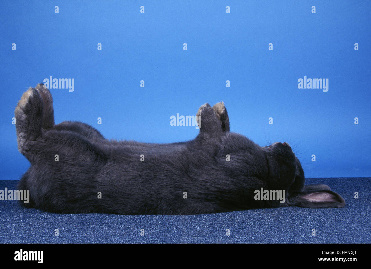 Rabbit / Blaues Wienerkaninchen Stock Photo