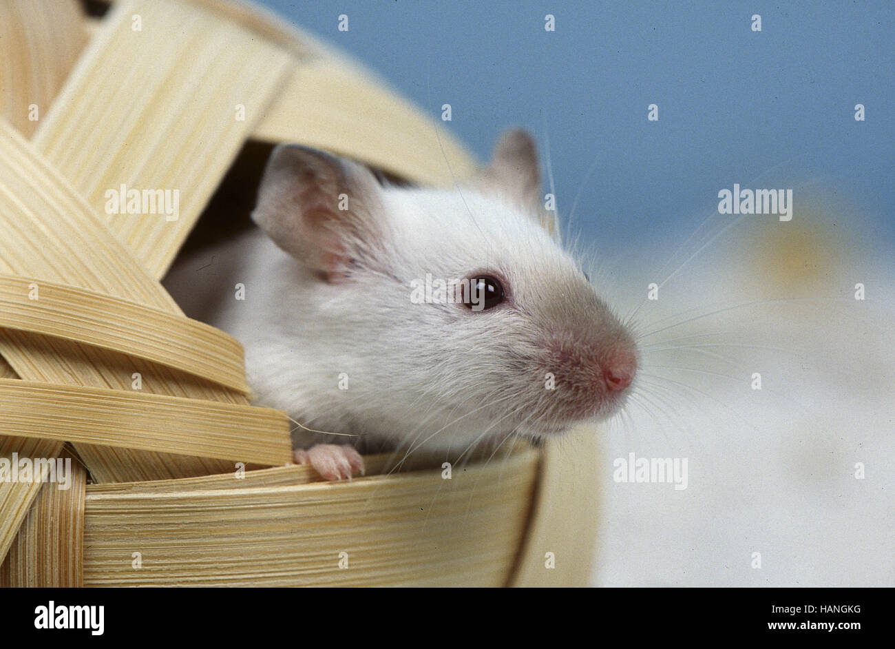 White Mice / Weisse Maus / Farbmaus Stock Photo