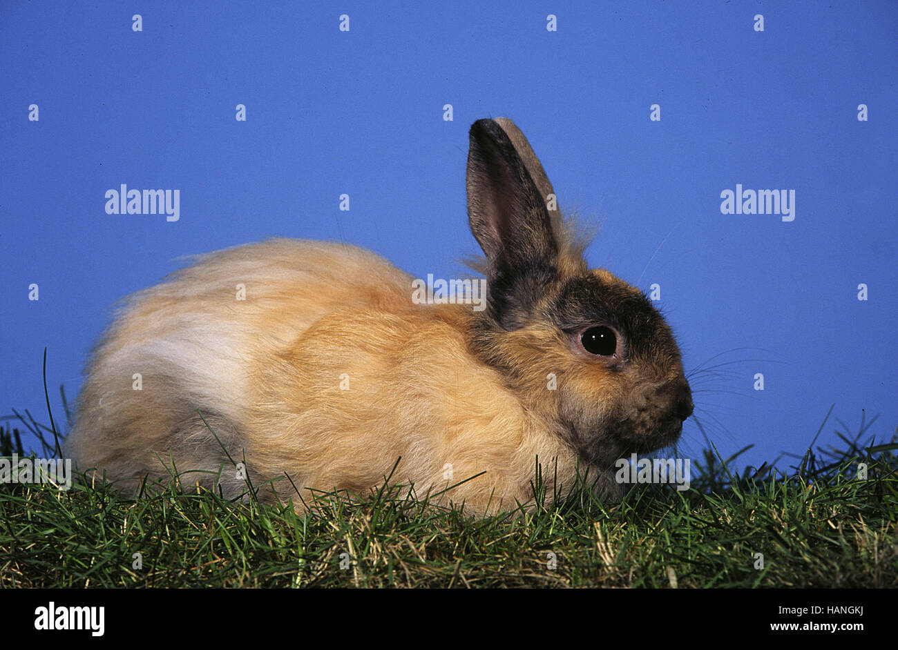 Kaninchen liegen hires stock photography and images Alamy