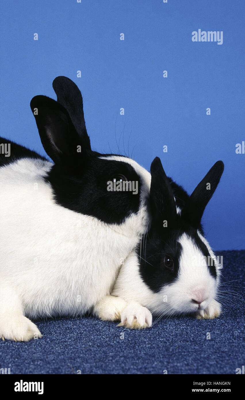 Dutch Rabbit / Hollaenderkaninchen Stock Photo Alamy