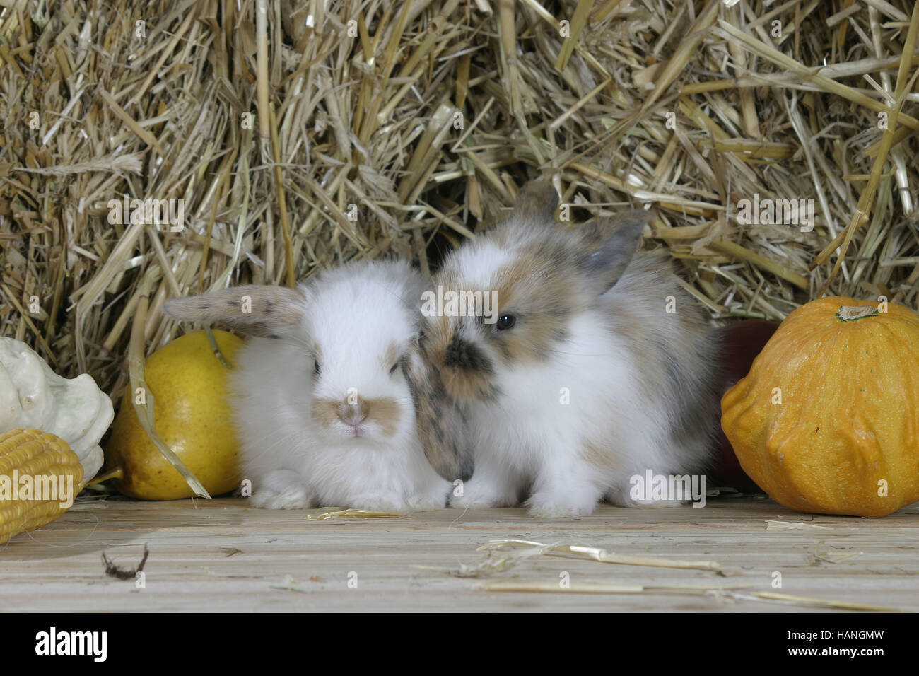 Lopeared Dwarf Rabbit Stock Photo Alamy