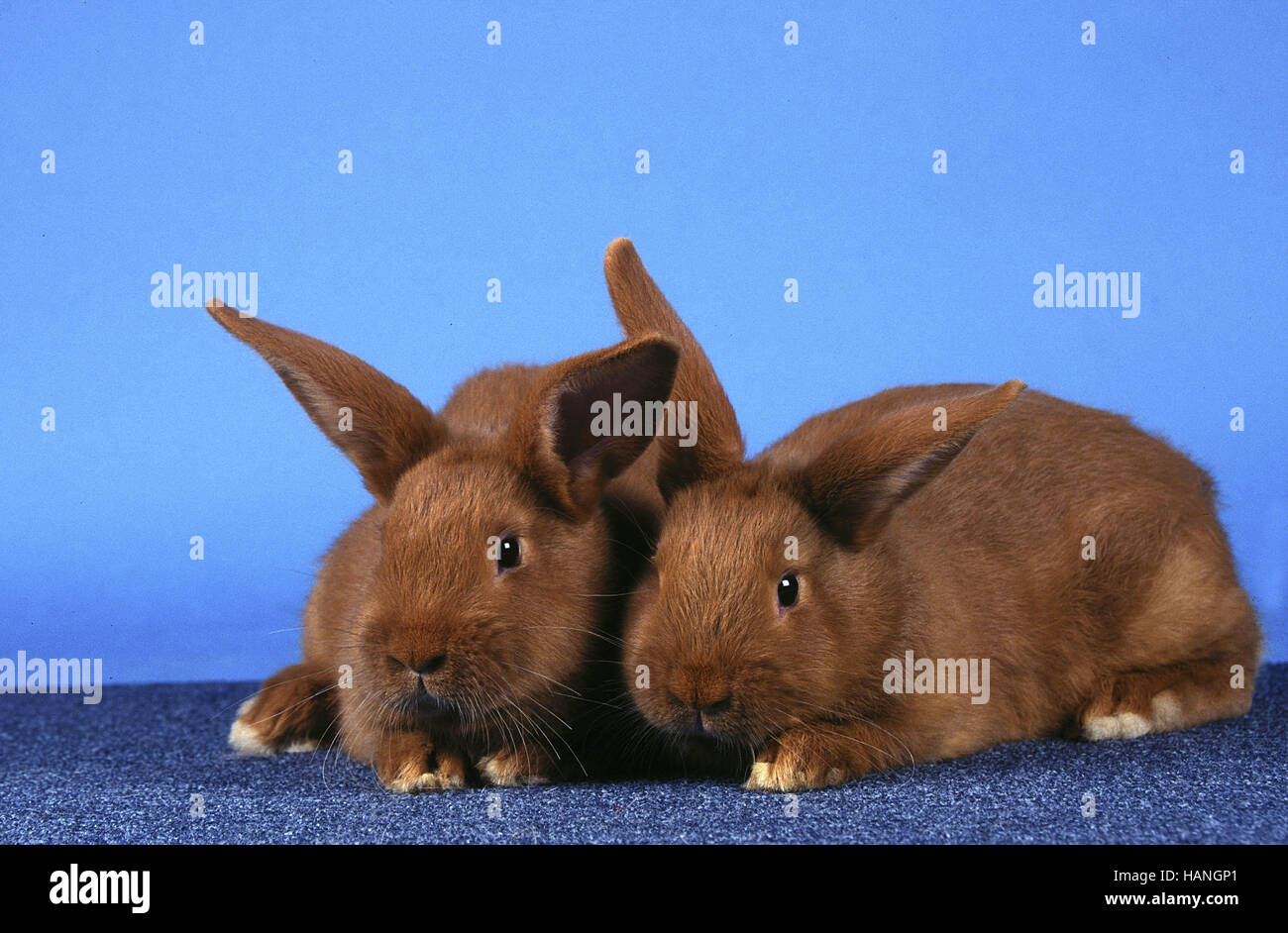 Kaninchen liegen hires stock photography and images Alamy