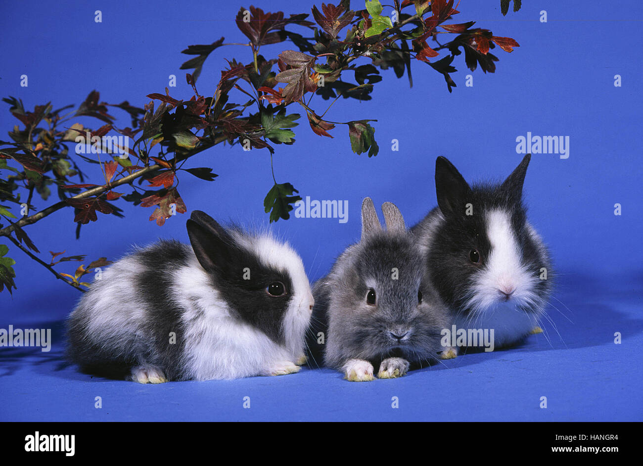 Dwarf Rabbit Stock Photo Alamy