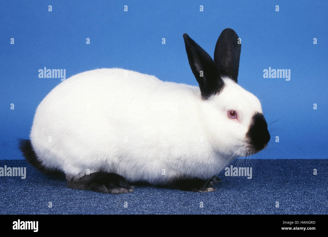 Himalayan Rabbit High Resolution Stock Photography And Images Alamy