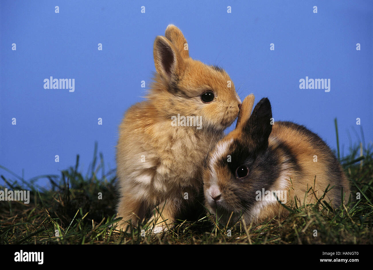 Kaninchen liegen hires stock photography and images Alamy