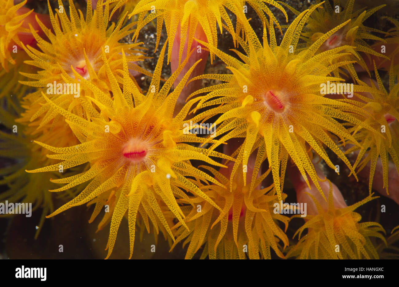 Anemonen hi-res stock photography and images - Alamy