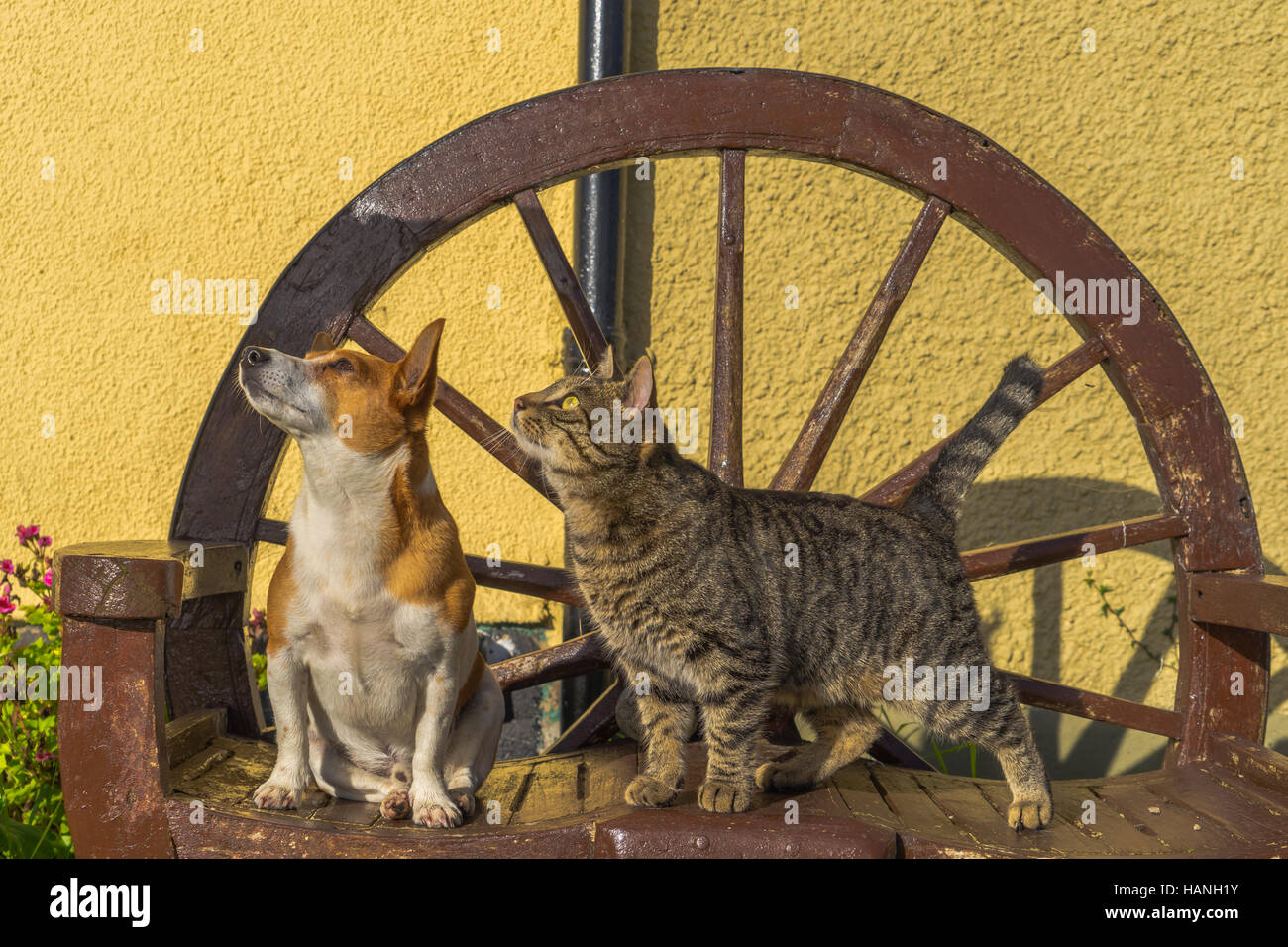 Cat and dog looking at sky. Stock Photo