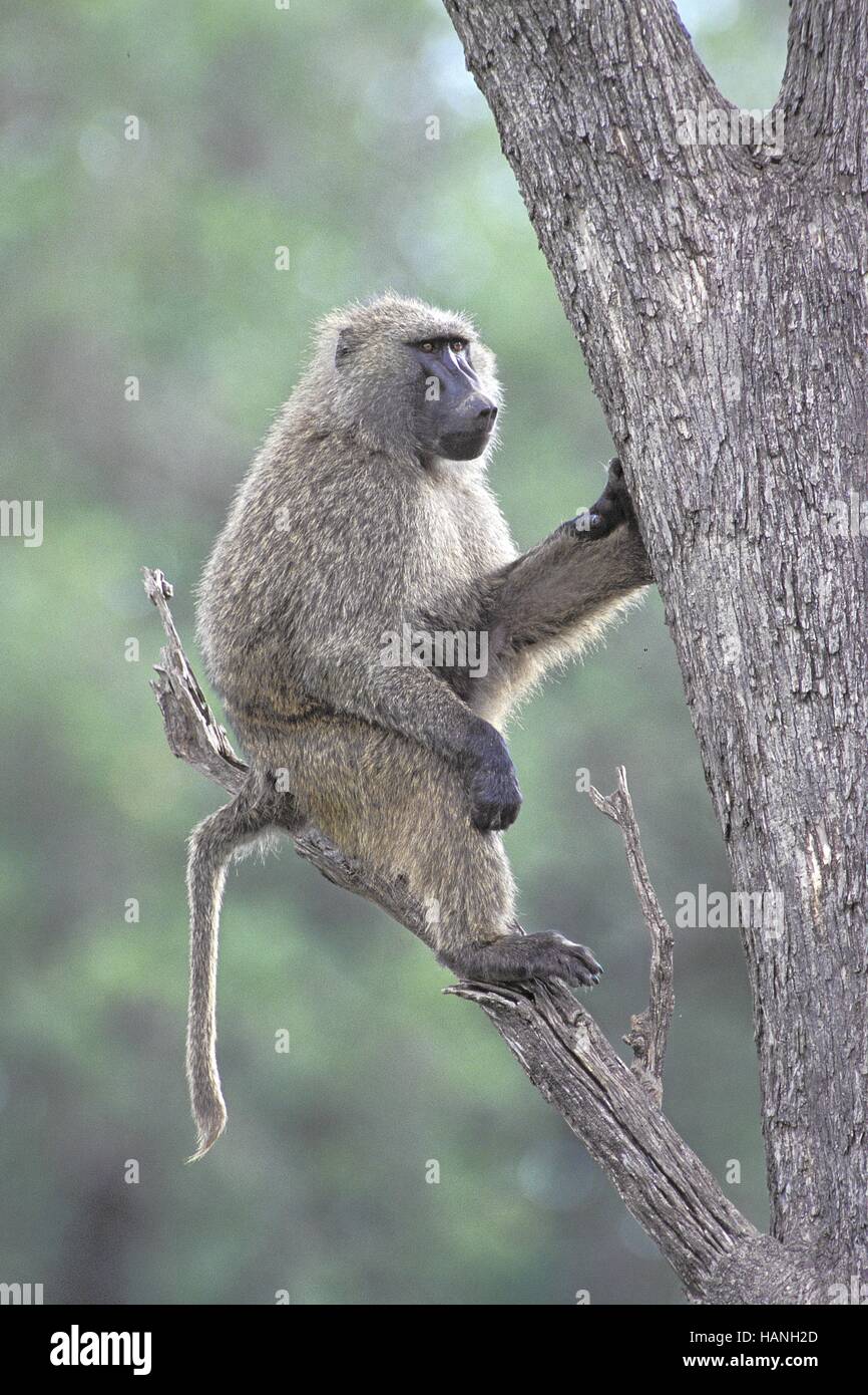Anubis baboon, Anubis- Pavian Stock Photo