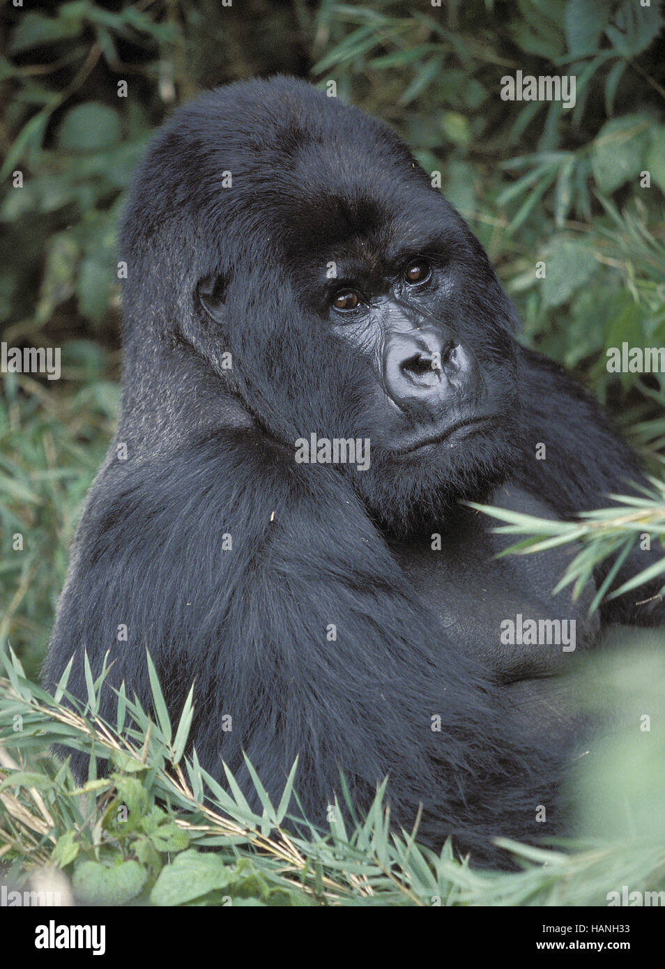 Gorilla, Mountain gorilla, Stock Photo