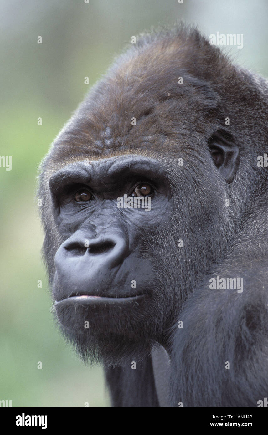 Westerngorilla, Stock Photo