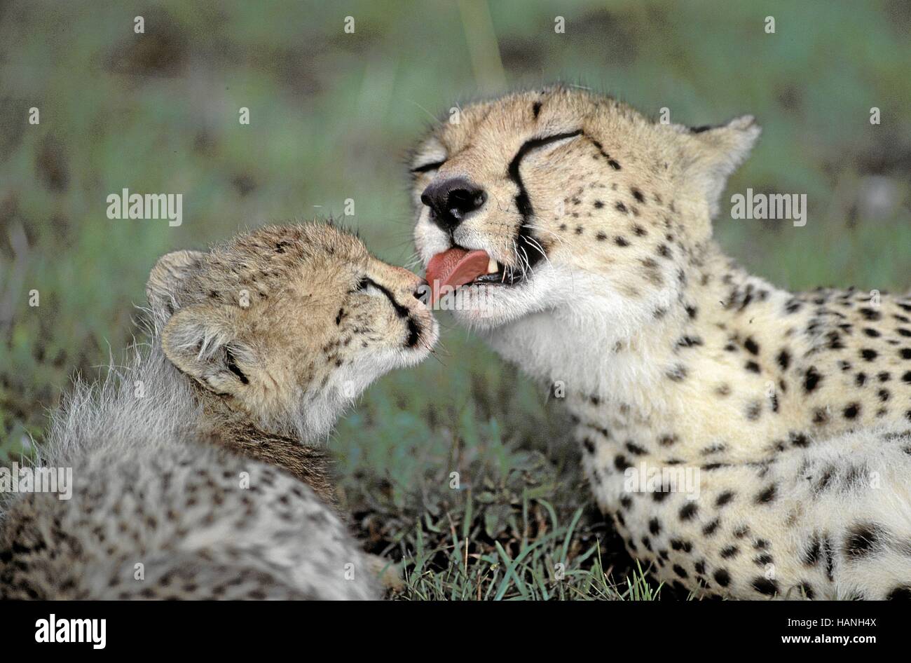 Cheetah Stock Photo