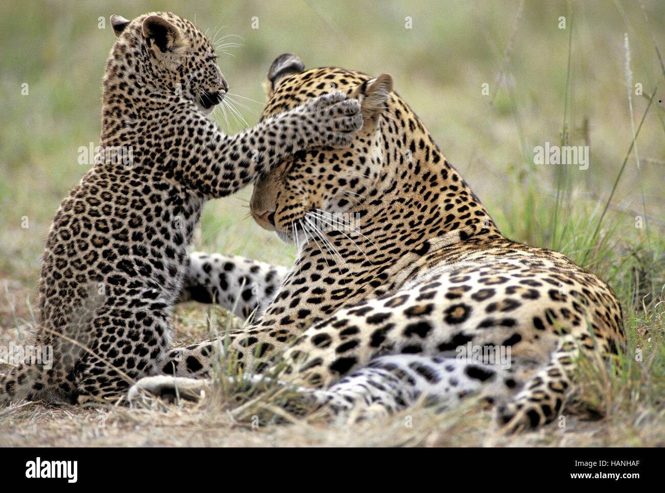Leopard babies hi-res stock photography and images - Alamy