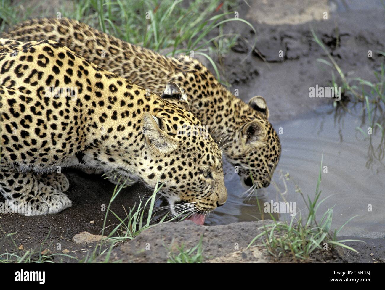 Leopardes hi-res stock photography and images - Alamy