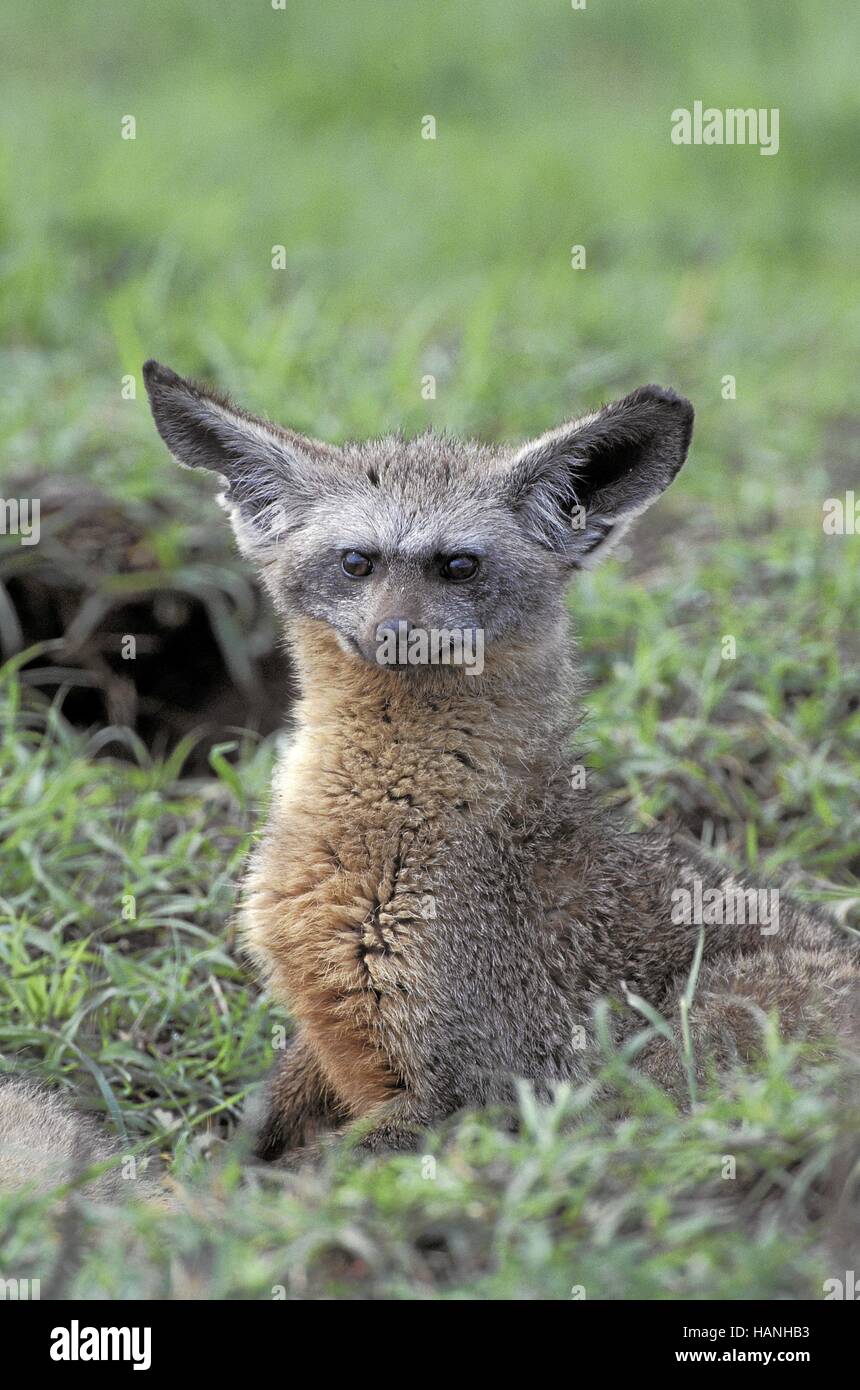 Bat-eared fox, Löffelhund Stock Photo
