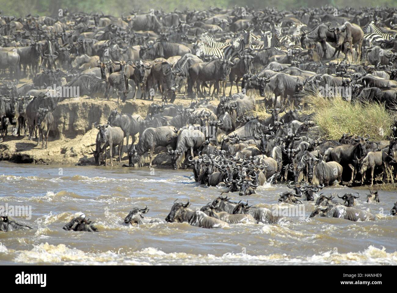 Wildebeest, Gnu, Stock Photo