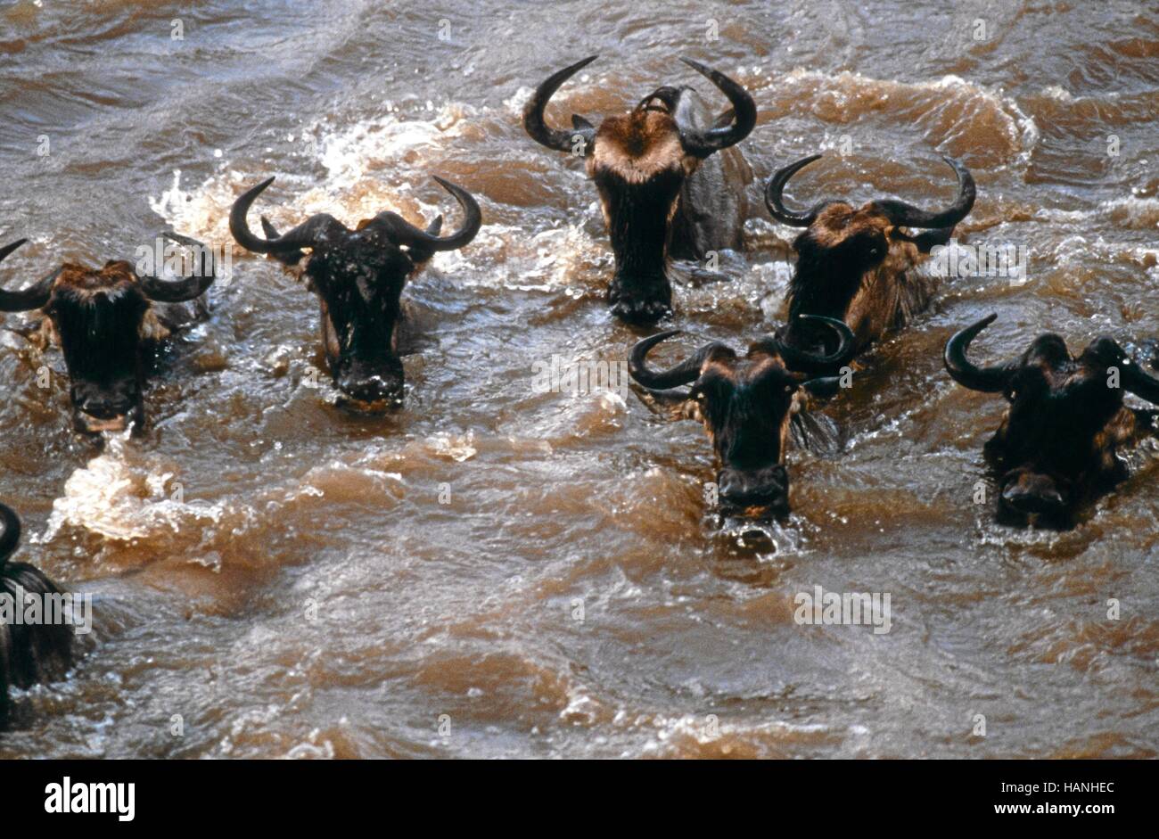 Weissbartgnu Stock Photo