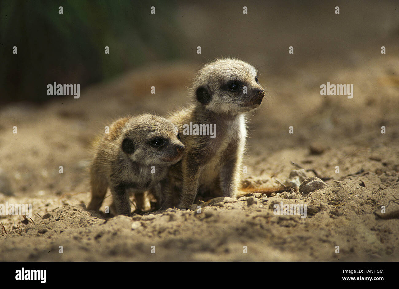 Sehr Jung High Resolution Stock Photography and Images - Alamy