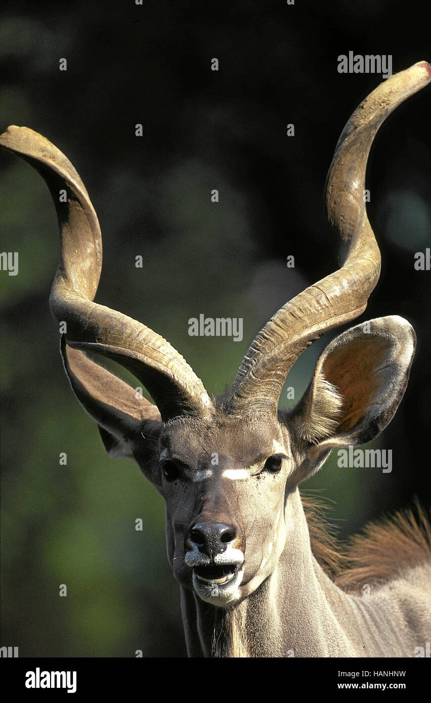 Greater Kudu / Grosser Kudu Stock Photo