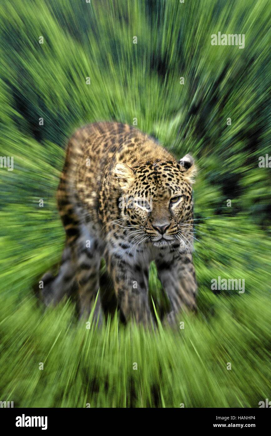 Leopard running hires stock photography and images Alamy