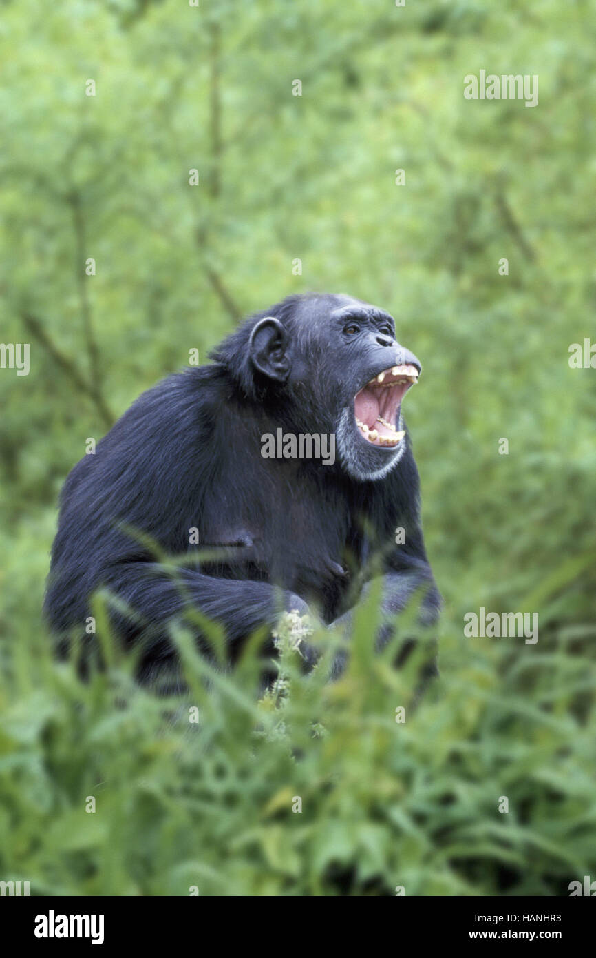 Chimpanzee, Chimpy, Schimpanse Stock Photo