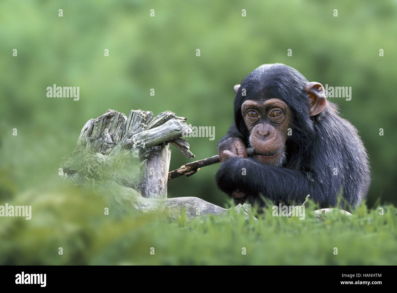 Schimpansen Baby Hi Res Stock Photography And Images Alamy