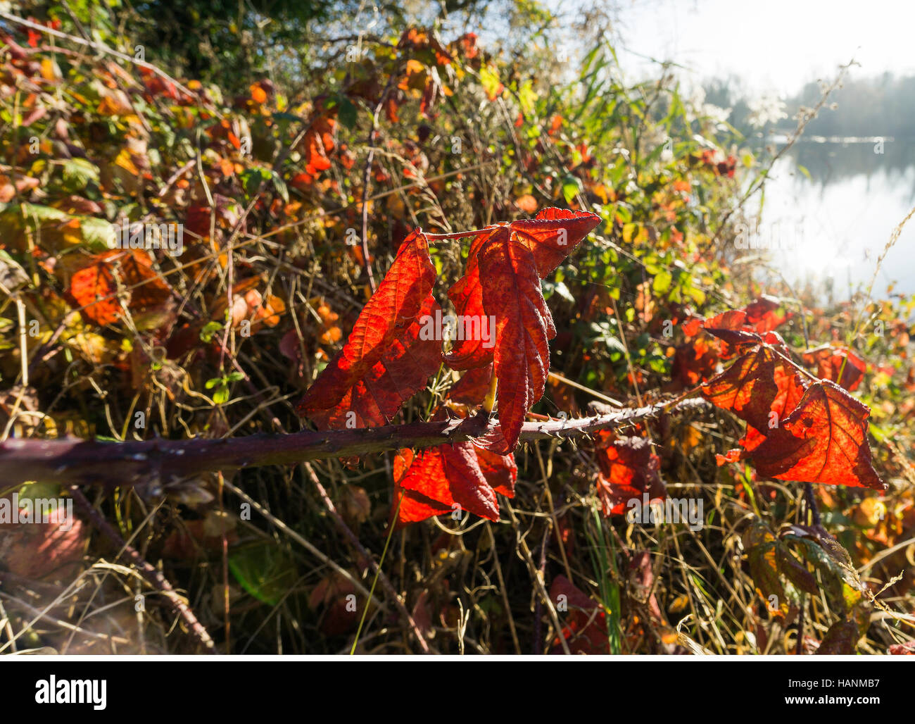 Dying plant leaves hires stock photography and images Alamy