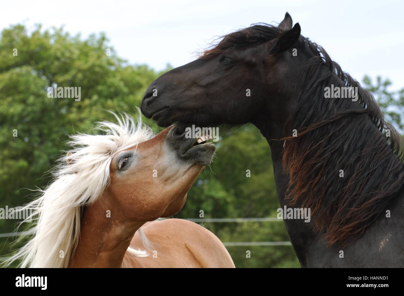 Friesian Horse and Haflinger Pony Stock Photo