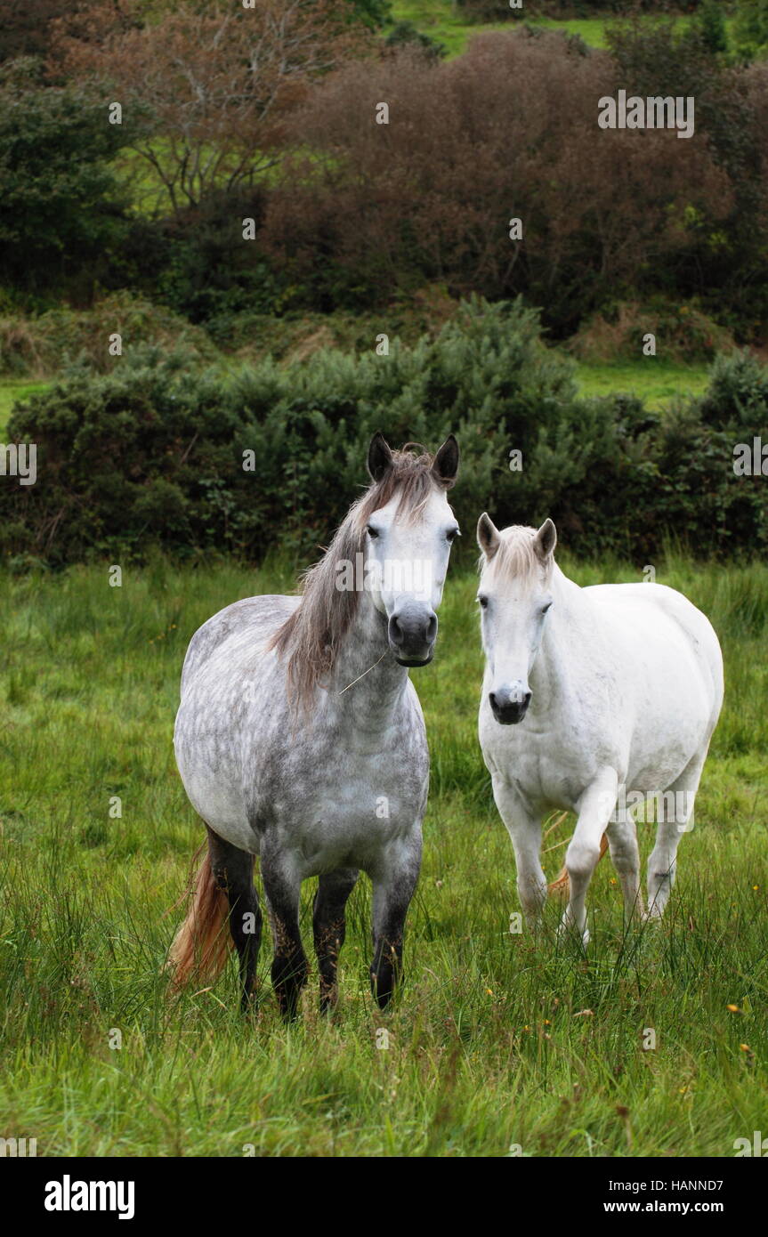 Horses in Ireland Stock Photo Alamy