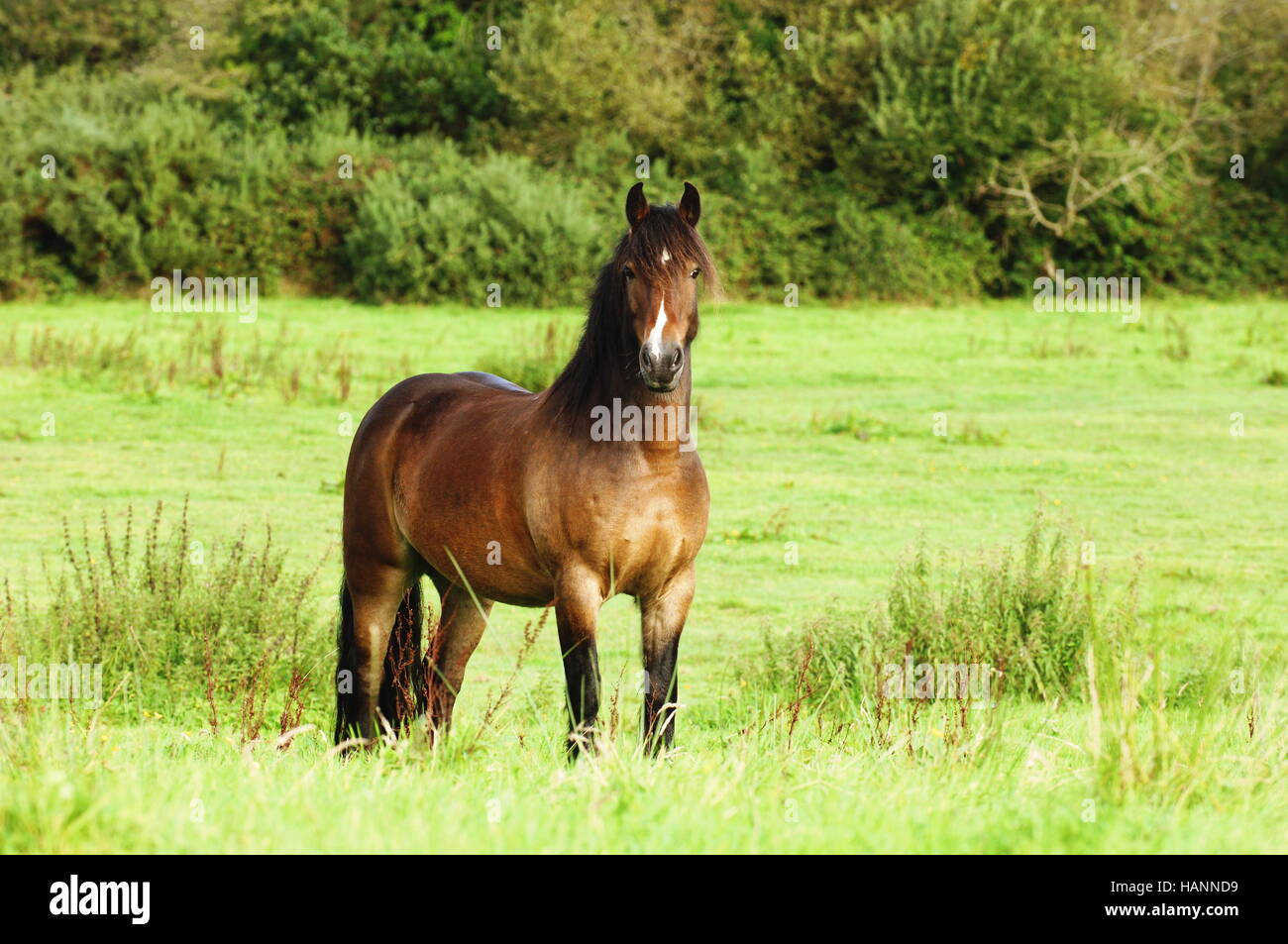 Horses in Ireland Stock Photo Alamy