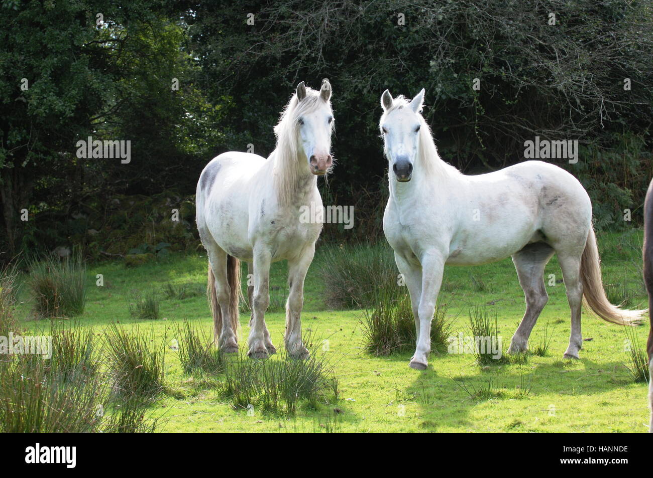 Horses in Ireland Stock Photo Alamy