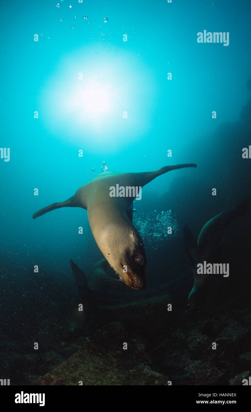 Galapagos Seelöwe spielt unter Wasser Stock Photo