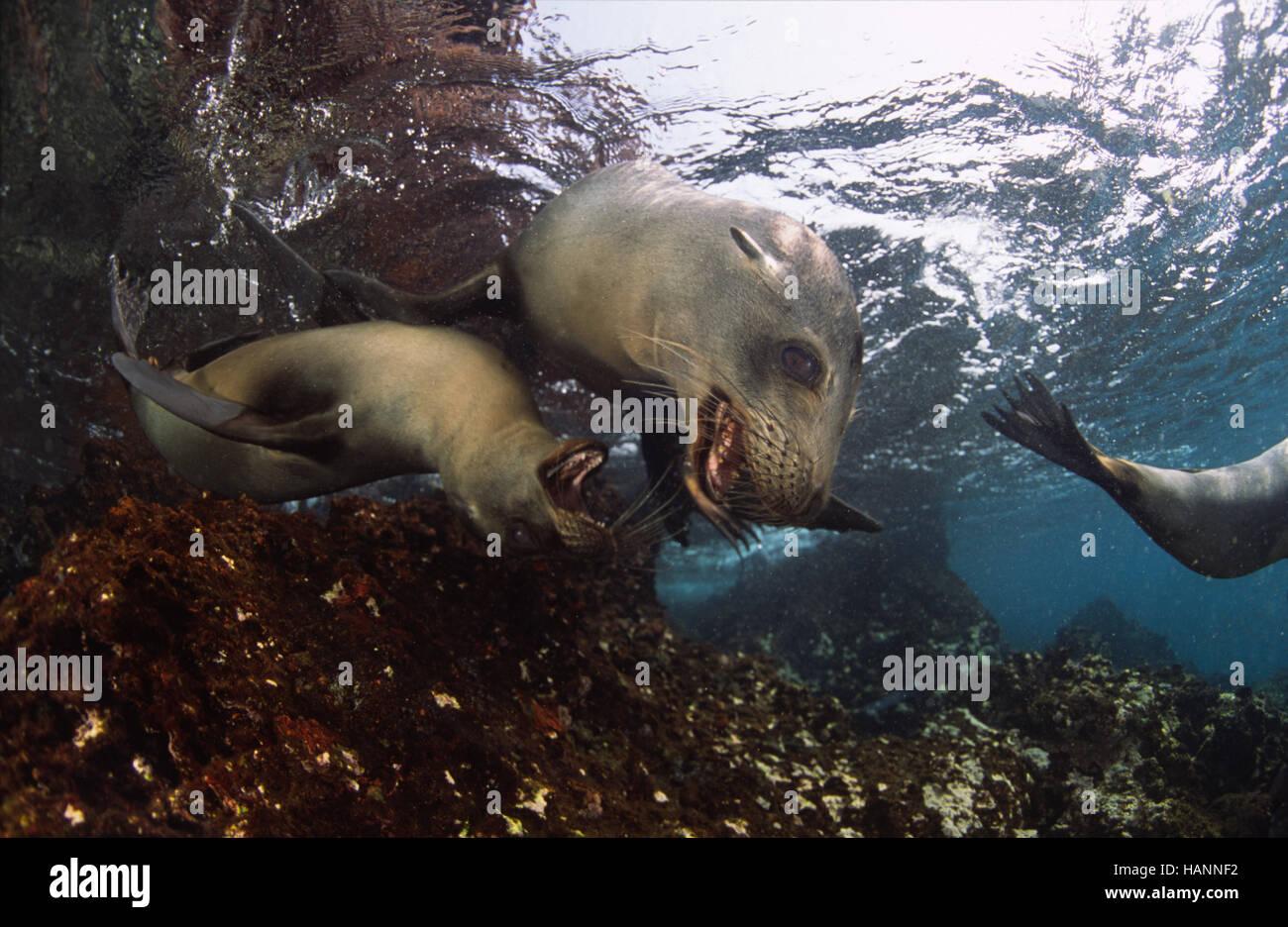 Galapagos Seelöwen spielen unter Wasser Stock Photo