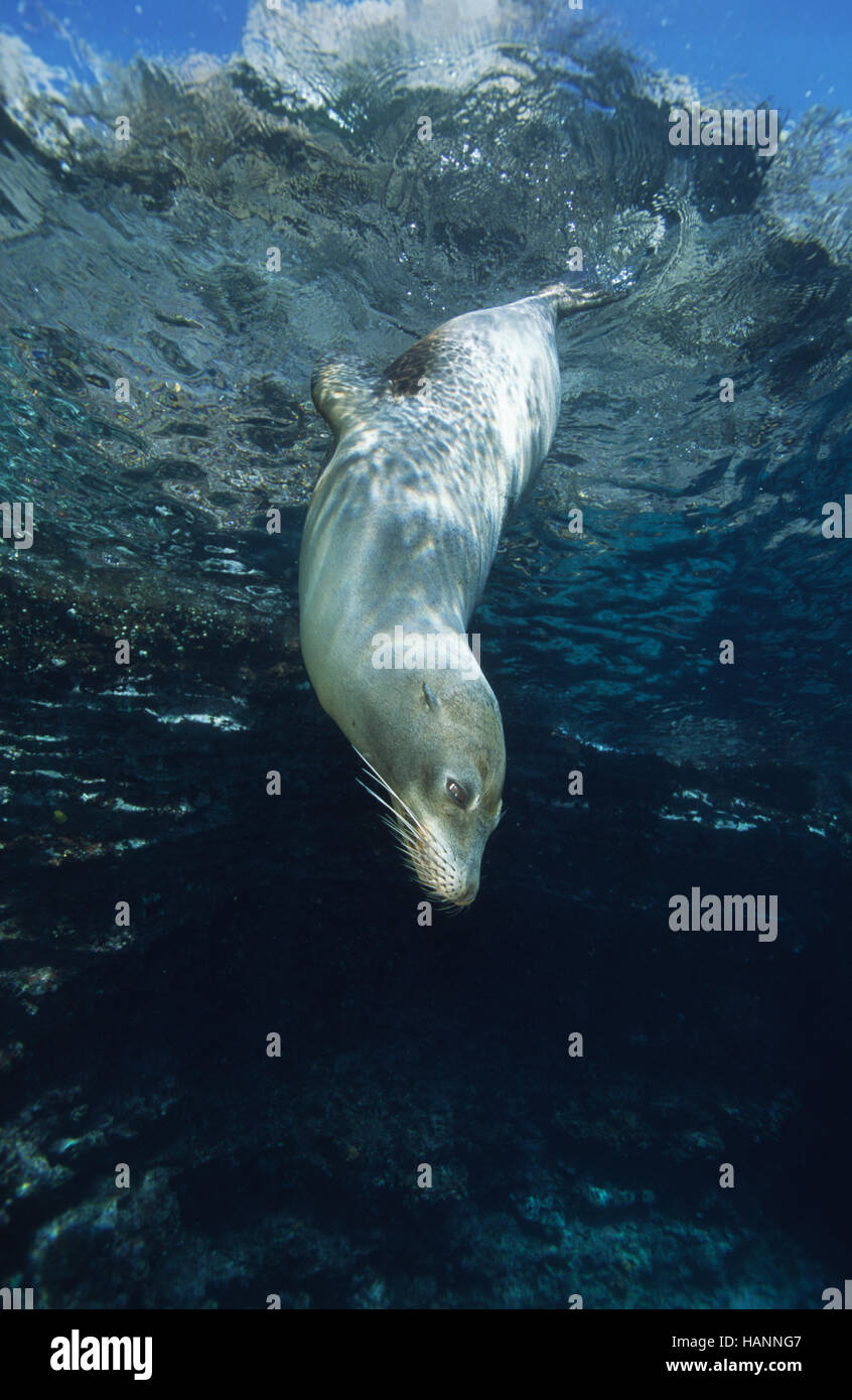 Galapagos Seelöwe unter Wasser Stock Photo