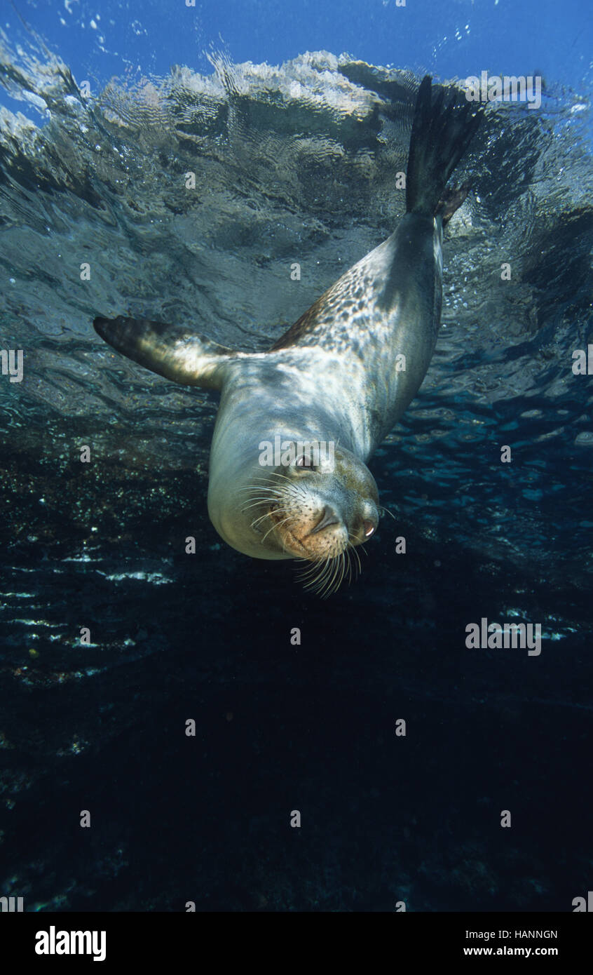 Galapagos Seelöwe steht Kopf unter Wasser Stock Photo