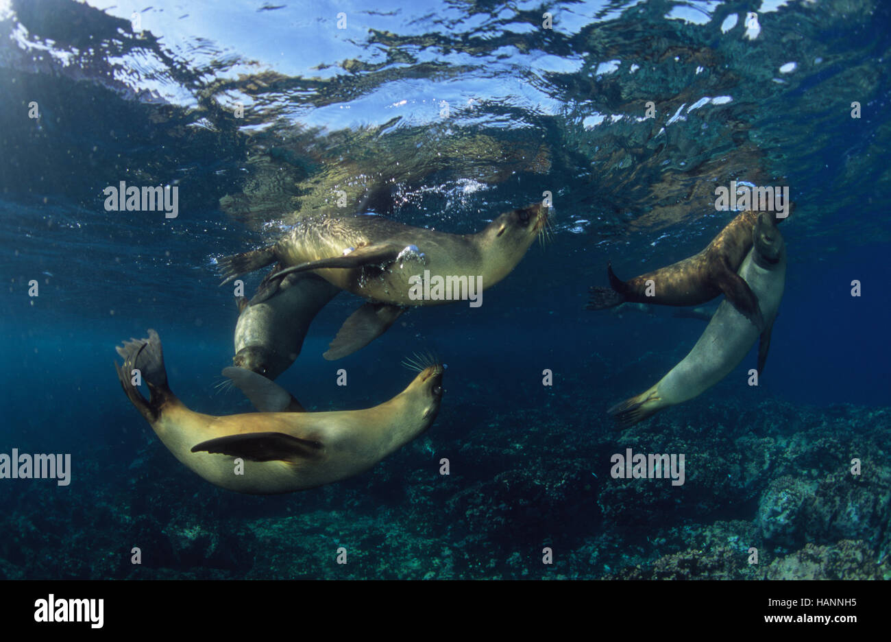 Galapagos Seelöwen spielen unter Wasser Stock Photo