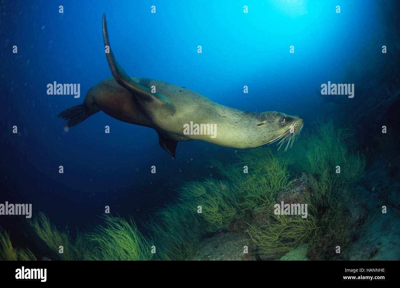 Galapagos Seelöwe spielt unter Wasser Stock Photo