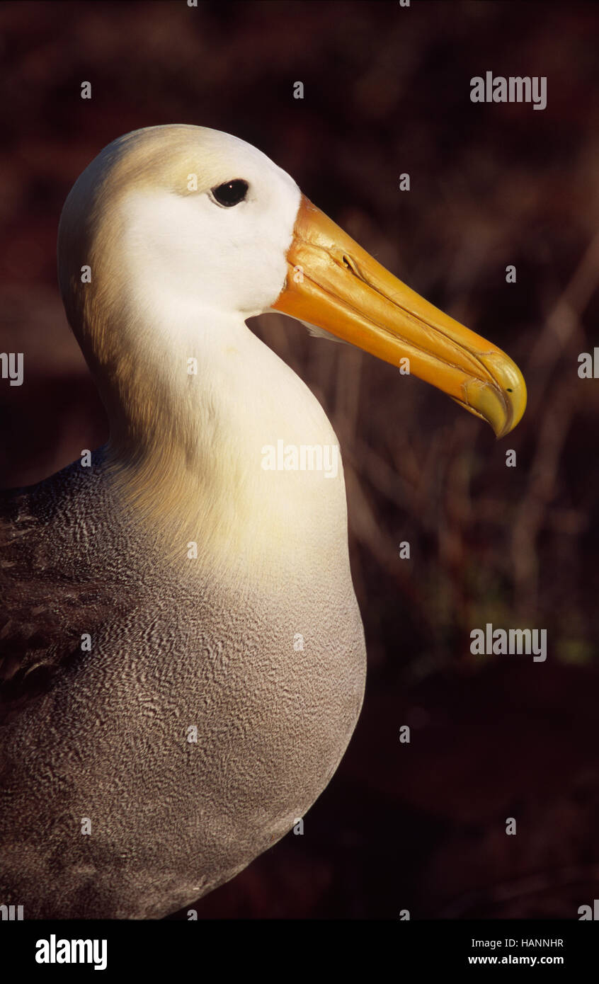 Islas galapagos vogel hi-res stock photography and images - Alamy