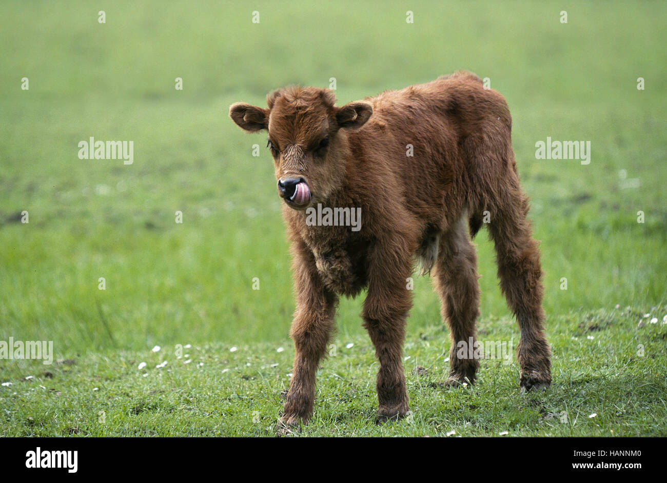 Rindtiere High Resolution Stock Photography and Images - Alamy