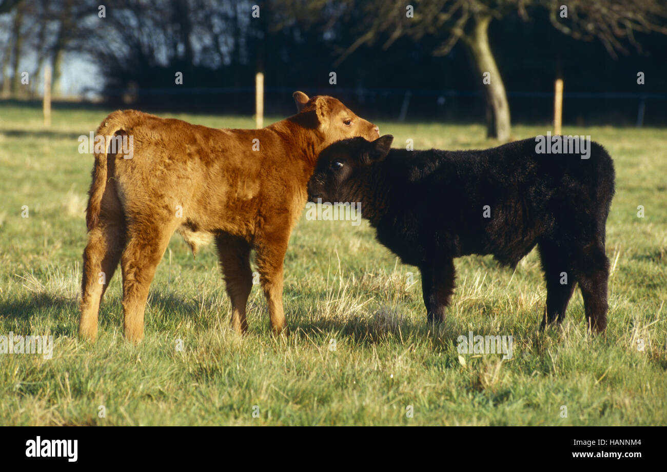 Angusrind / German Angus Beef Cattle Stock Photo - Alamy
