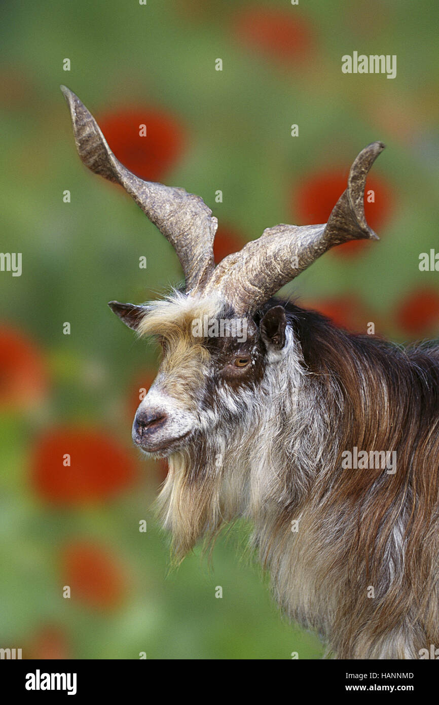 Goat / Ziege Stock Photo