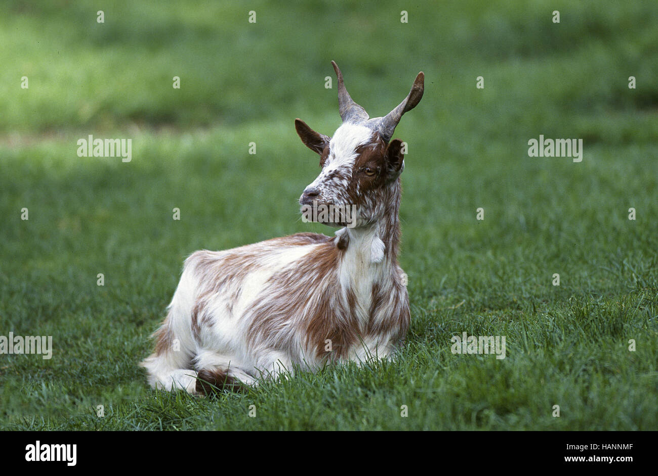 Girgentana Goat / Girgentana-Ziege Stock Photo