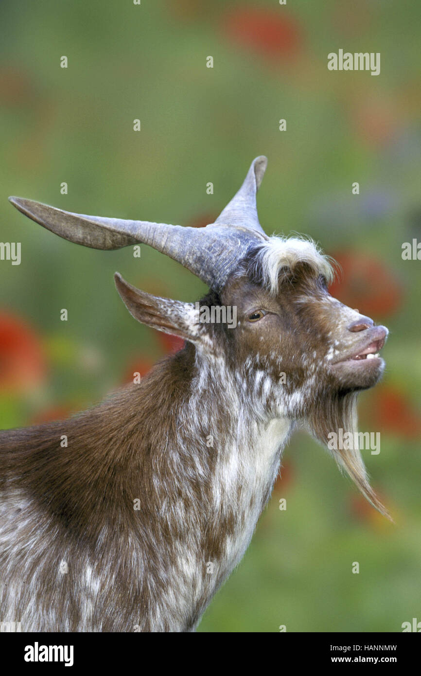 Goat / Ziege Stock Photo
