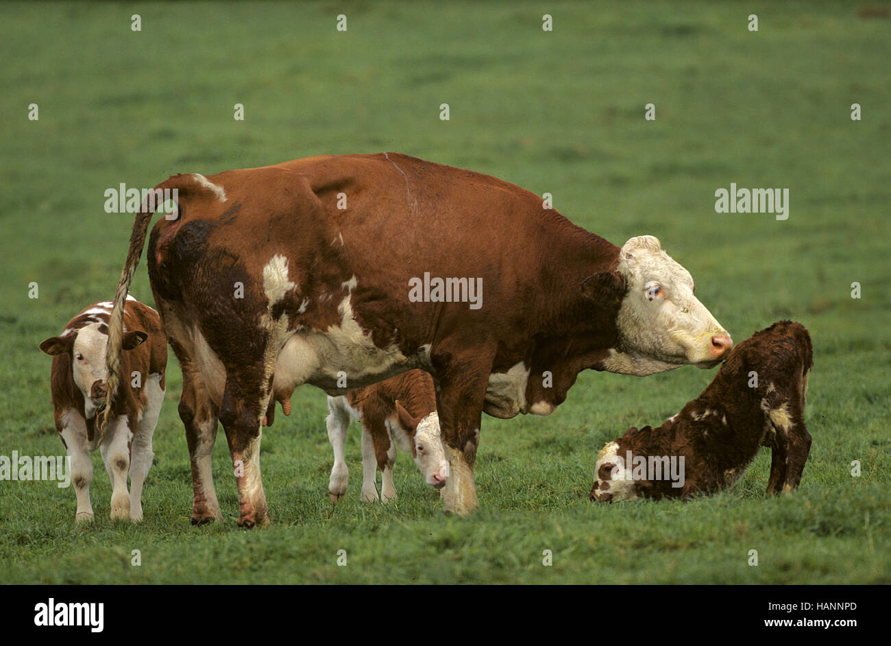 Kuh kind hi-res stock photography and images - Alamy