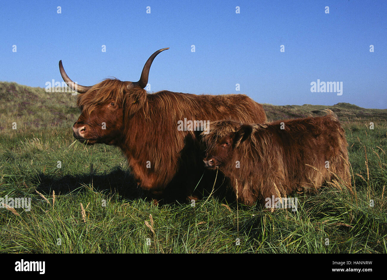 Hochlandrinder wiese hi-res stock photography and images - Alamy